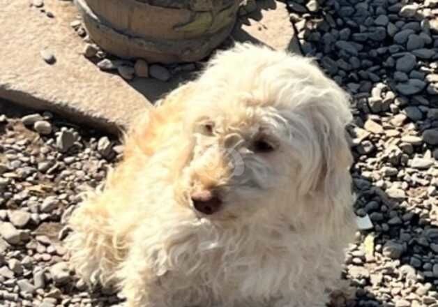 Cockapoo pups for sale in Worcester, Worcestershire - Image 3