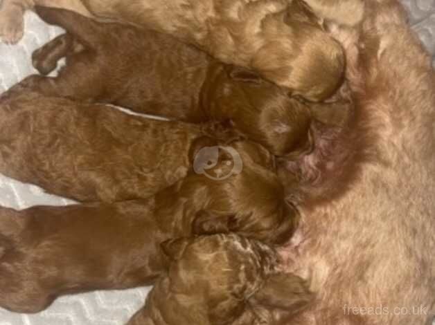 cockapoo pups ready to leave for sale in Sunderland, Tyne and Wear