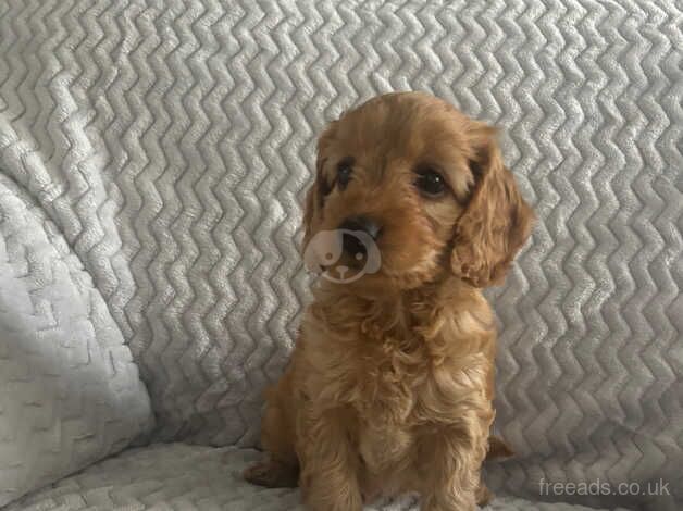 Cockapoo Puppies for sale in Tyne and Wear