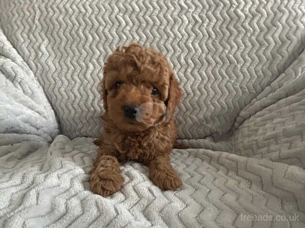 Cockapoo Puppies for sale