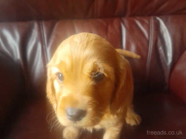 Cockapoo red for sale in Peterborough, Cambridgeshire