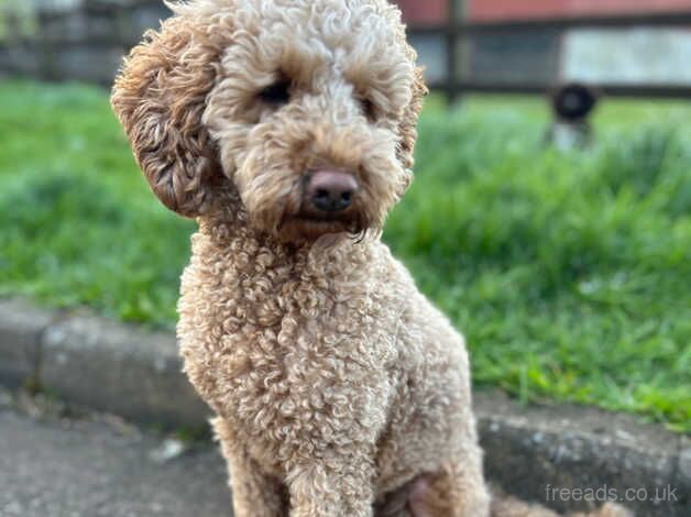 Cockapoo stud for sale in Coleraine, Coleraine - Image 1