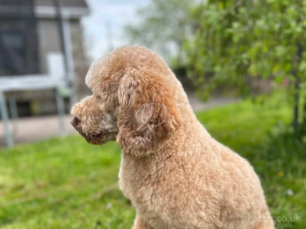 Cockapoo stud for sale in Coleraine, Coleraine - Image 2