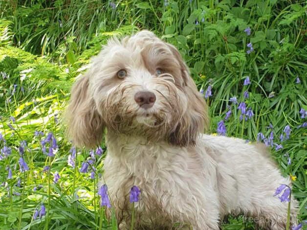 Cockapoo stud for sale in Sageston, Pembrokeshire - Image 1