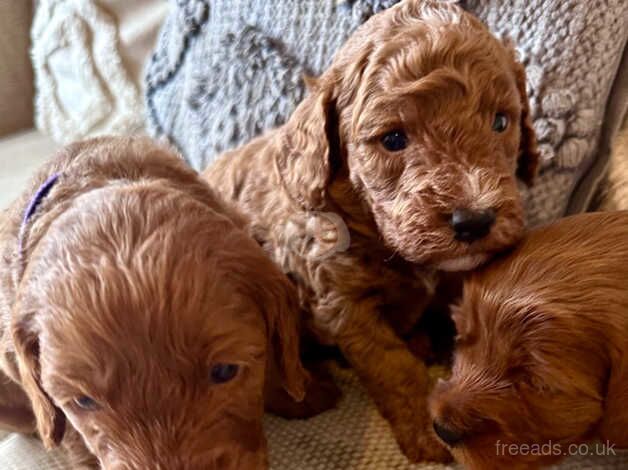 Cockapoo West Norfolk for sale in King's Lynn, Norfolk - Image 1