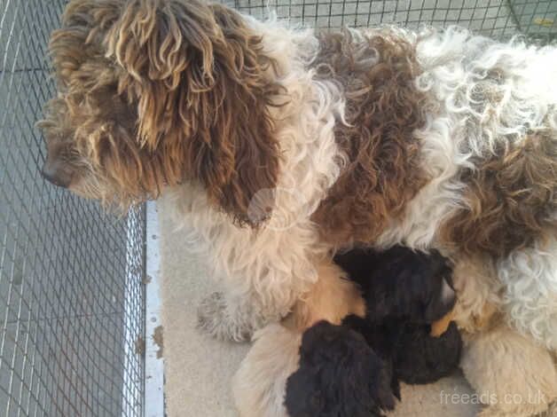 Cockapoo x poodle puppy for sale in Kingswinford, West Midlands