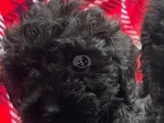 Cockapoo x poodle puppy for sale in Kingswinford, West Midlands - Image 3