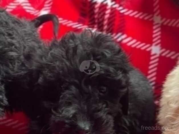 Cockapoo x poodle puppy for sale in Kingswinford, West Midlands - Image 4