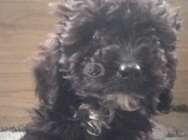 Cockapoo X poodle puppy for sale in Kingswinford, West Midlands - Image 3