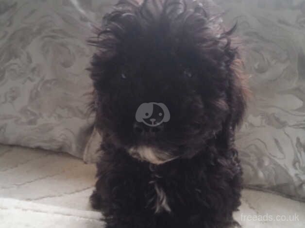 Cockapoo X poodle puppy for sale in Kingswinford, West Midlands - Image 4