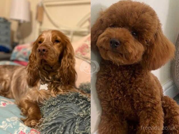 cockapoo's f1 for sale in Bridgnorth, Shropshire - Image 1