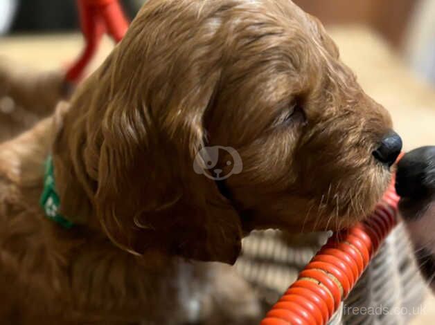 cockapoo's f1 for sale in Bridgnorth, Shropshire - Image 2