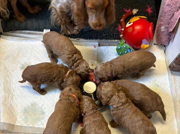 cockapoo's f1 for sale in Bridgnorth, Shropshire - Image 4