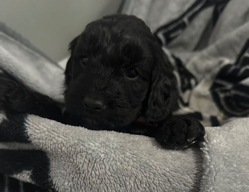 Cockapoos f1 little boy available for sale in Ely, Cambridgeshire - Image 5