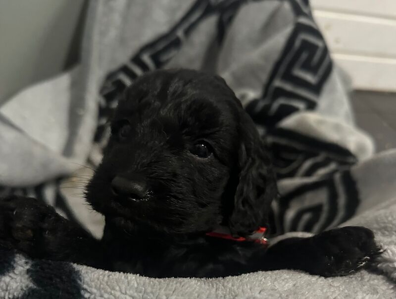 Cockapoos f1 little boy available for sale in Ely, Cambridgeshire - Image 8