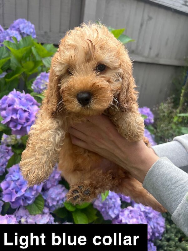 Cockapoo Puppies For Sale Under £1,000