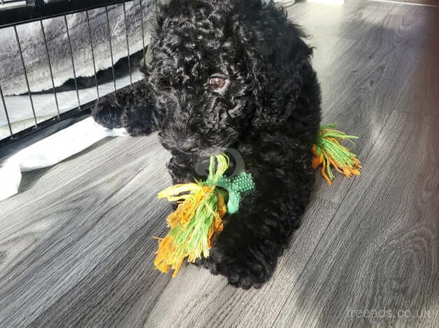 Cockapoo Puppies for sale in Tyne and Wear