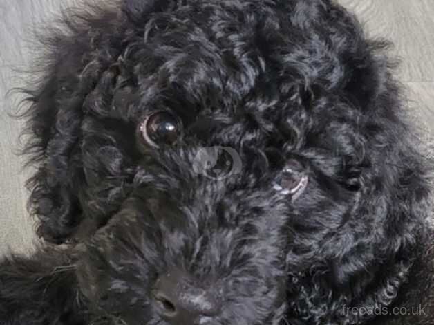 Cockapoo Puppies for sale