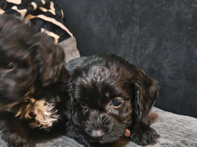 Cockapoo Puppies for sale in West Yorkshire