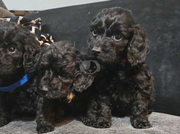 Cockapoo Puppies for sale