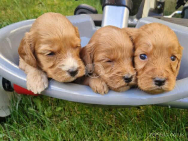 Cockapoo Puppies for sale in West Lothian