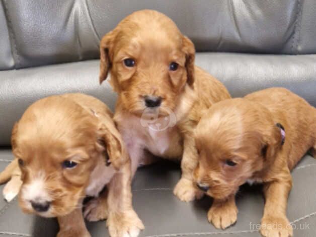 Cockapoo Puppies for sale