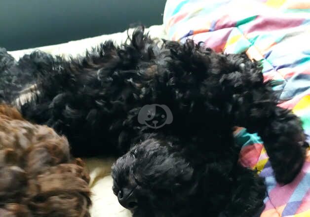 Cockapoo Puppies for sale in Derbyshire