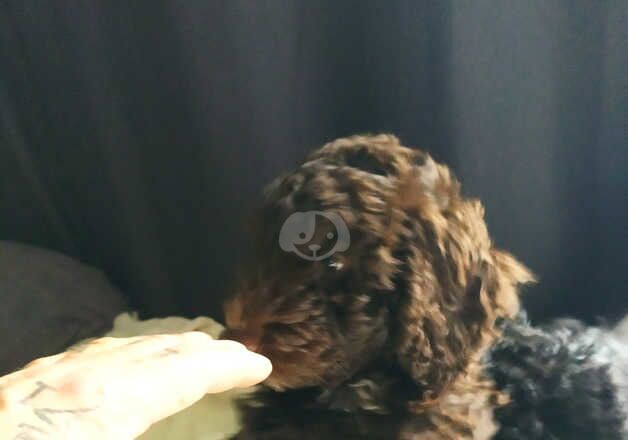 Cockapoo Puppies for sale