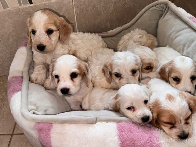 Cockapoos for sale in Swadlincote, Derbyshire