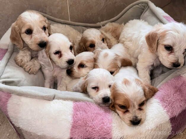 Cockapoos for sale in Swadlincote, Derbyshire