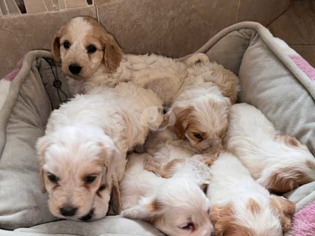 Cockapoo Puppies for sale in Derbyshire