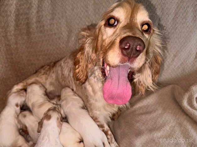 Cockapoo Puppies for sale