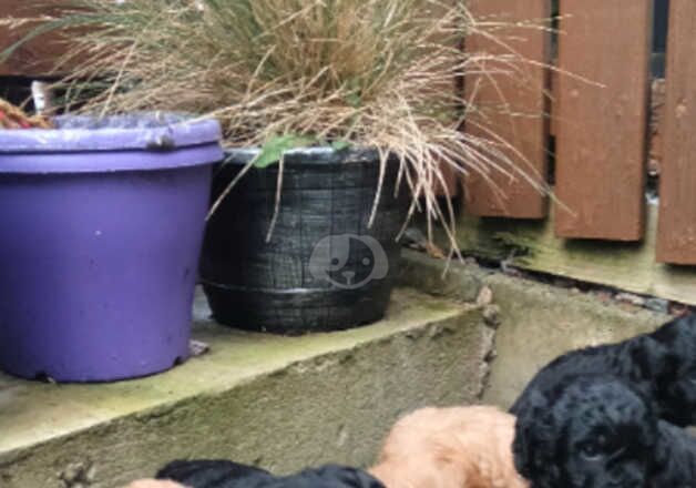 Cockapoos puppies for sale in Ballymoney, Ballymoney