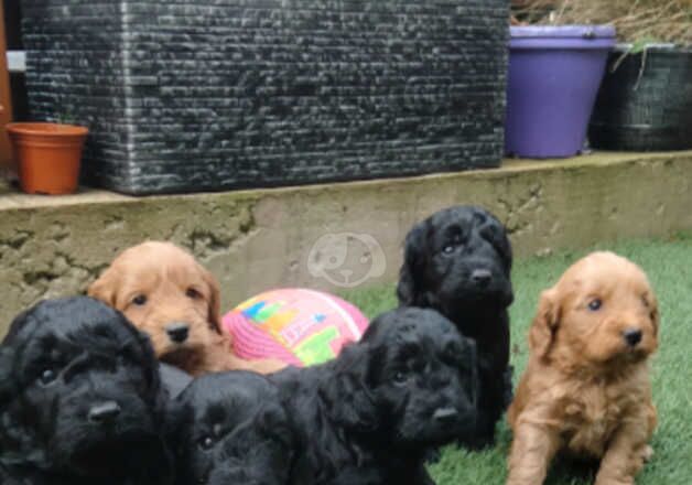 Cockapoos puppies for sale in Ballymoney, Ballymoney - Image 2