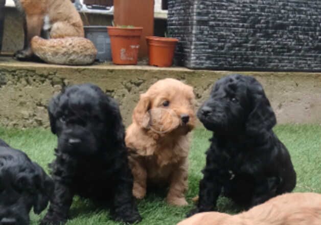 Cockapoos puppies for sale in Ballymoney, Ballymoney - Image 3