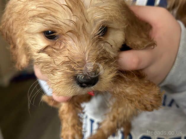 Cockapoos pups 8 weeks old for sale in Pershore, Worcestershire - Image 1