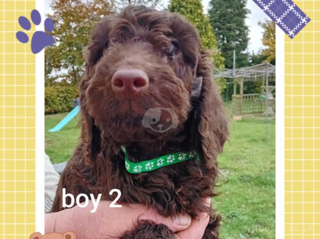 Cockapoo Puppies for sale in Staffordshire