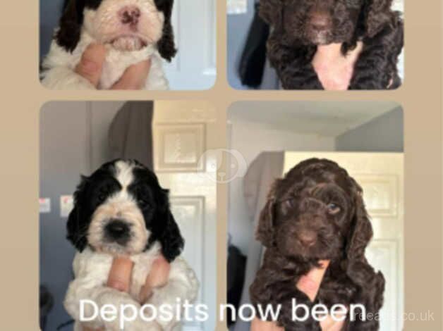 Cockepoo puppies for sale in Telford, Shropshire