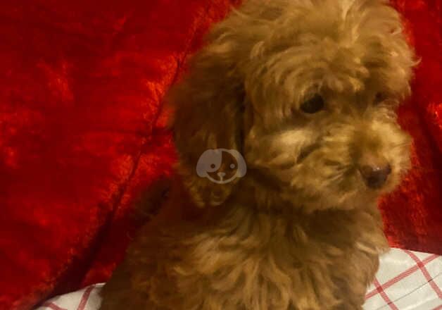 Cockapoo Puppies For Sale Under £1,000