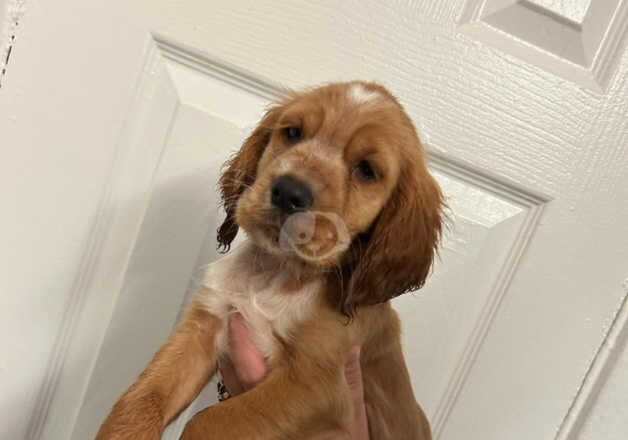 Cocker spaniel last girl for sale in Walsall, West Midlands