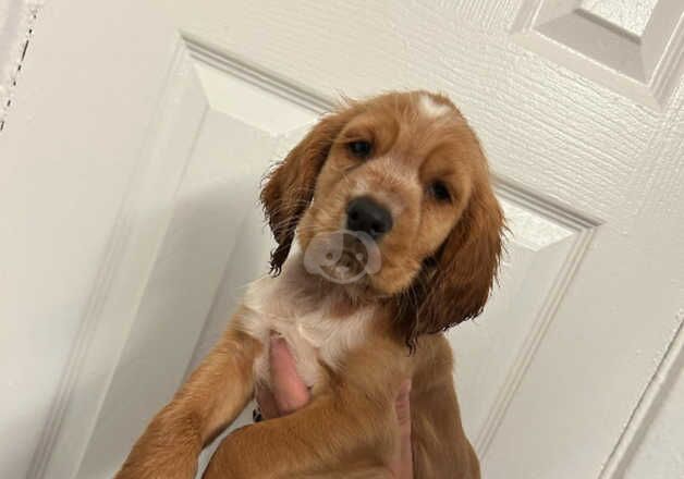 Cocker spaniel last girl for sale in Walsall, West Midlands - Image 2