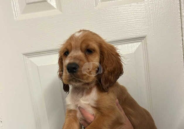 Cockapoo Puppies for sale in West Midlands