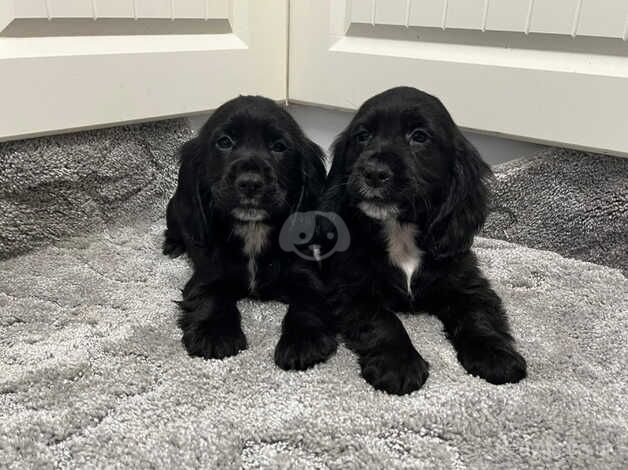 Cocker spaniel puppy's for sale in Newtownabbey, Newtownabbey - Image 1