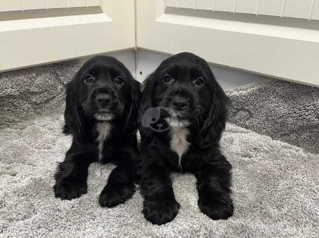 Cocker spaniel puppy's for sale in Newtownabbey, Newtownabbey - Image 2