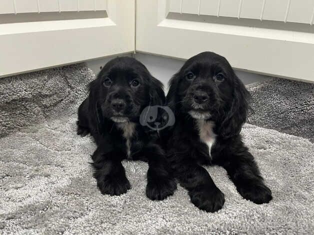 Cocker spaniel puppy's for sale in Newtownabbey, Newtownabbey - Image 3