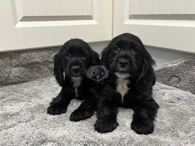 Cocker spaniel puppy's for sale in Newtownabbey, Newtownabbey - Image 4