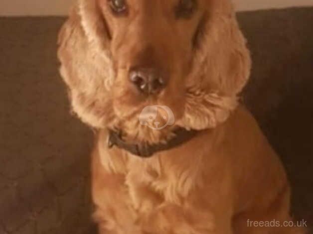 Cocker spaniel puppy's for sale in Newtownabbey, Newtownabbey - Image 5