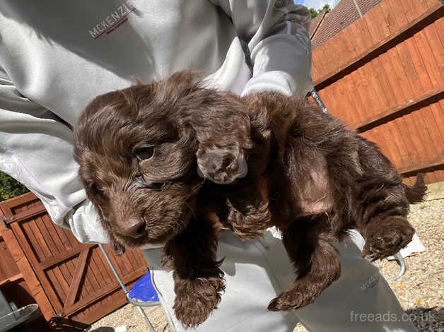 Cockerpoo boys for sale in Cranbrook, Redbridge, Greater London - Image 1