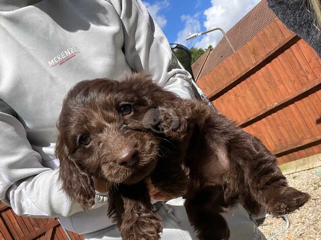 Cockerpoo boys for sale in Cranbrook, Redbridge, Greater London - Image 2