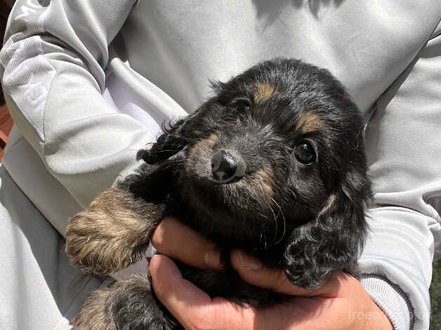 Cockerpoo boys for sale in Cranbrook, Redbridge, Greater London - Image 4